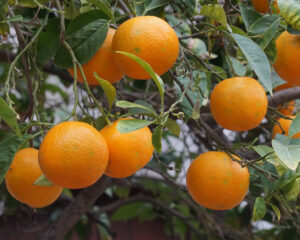 Oranges in a tree in Mallorca