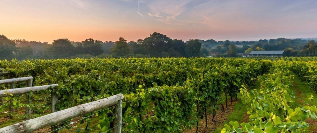 Vineyard South of England