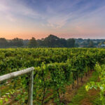 South of England Vineyard