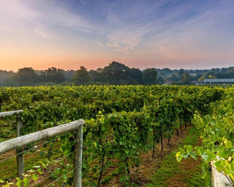 South of England Vineyard