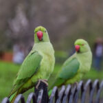 Parrots in London
