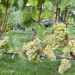 grapes in vineyard